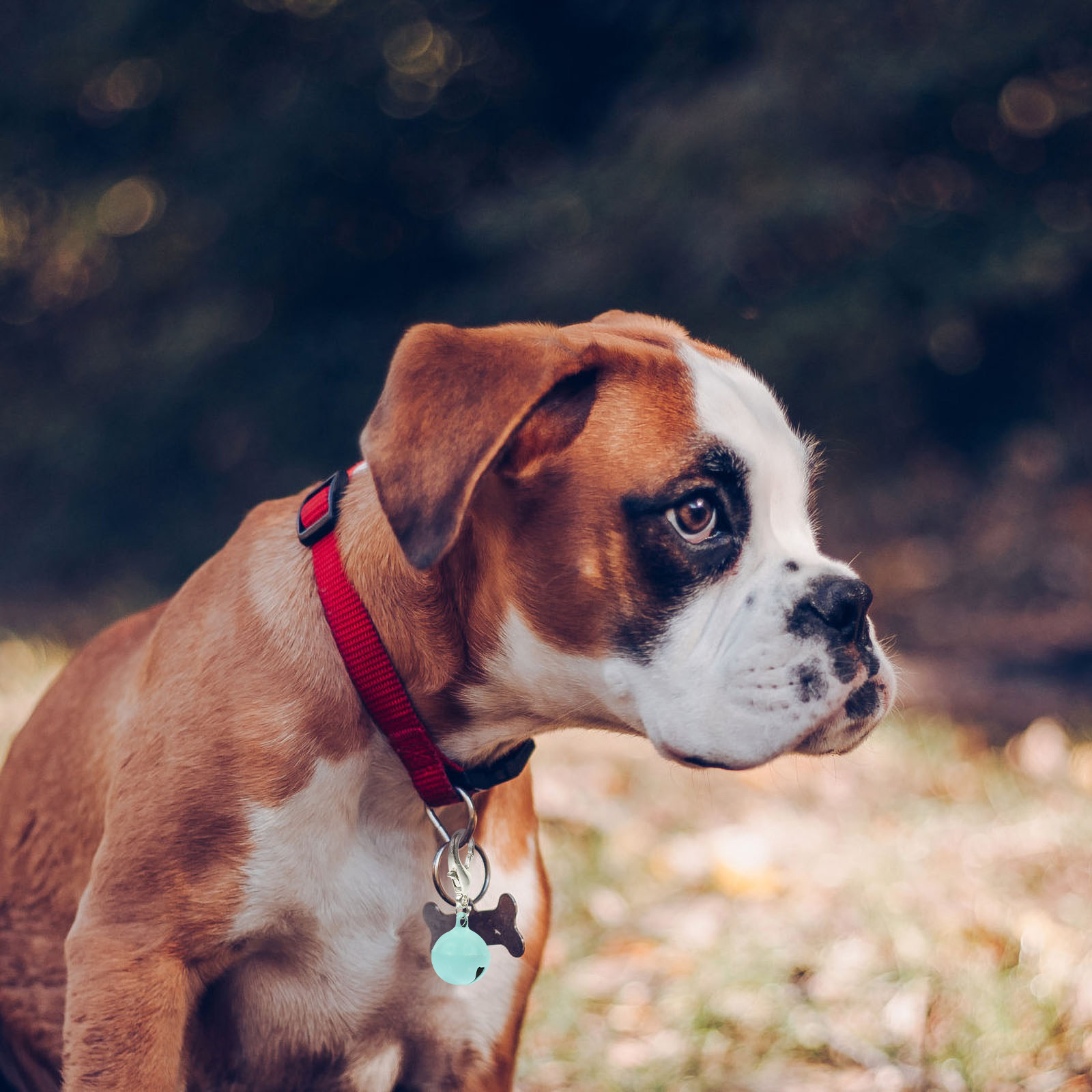 10 Pezzi Campanelli per Collar - Pet Supplies Locations recensione e prezzo